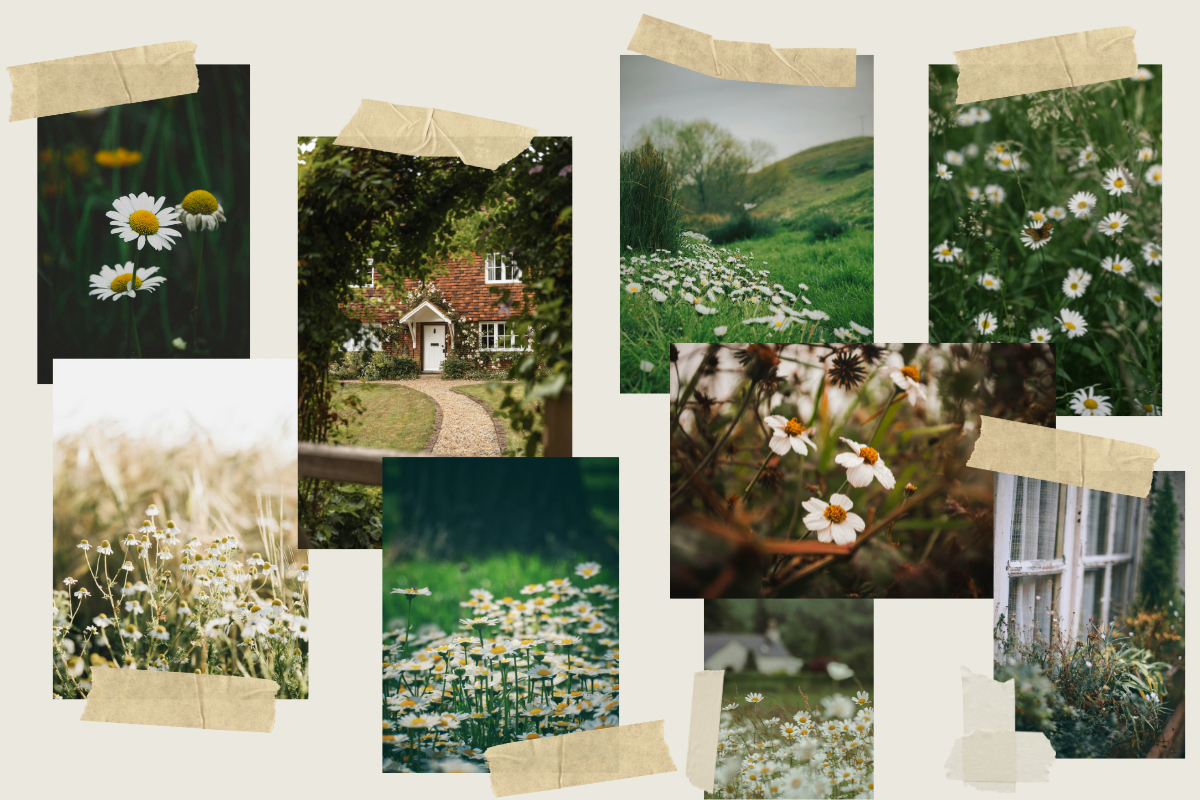 Moodboard Cottage d'Emma Images d'inspiration représentant des prairies bucoliques, des marguerites, un cottage.