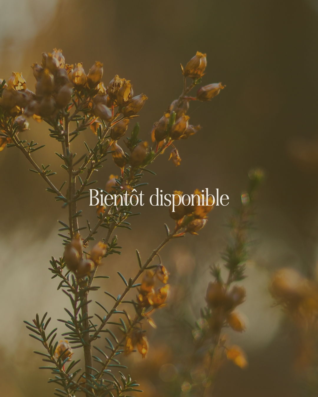 Identité visuelle semi-personnalisée bientôt disponible